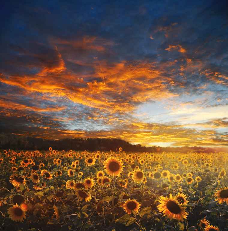 field of sunflowers with sunset