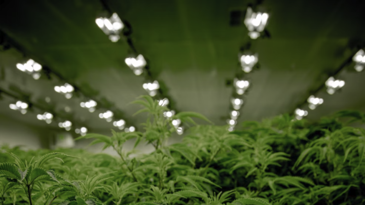 Marijuana growing facility 