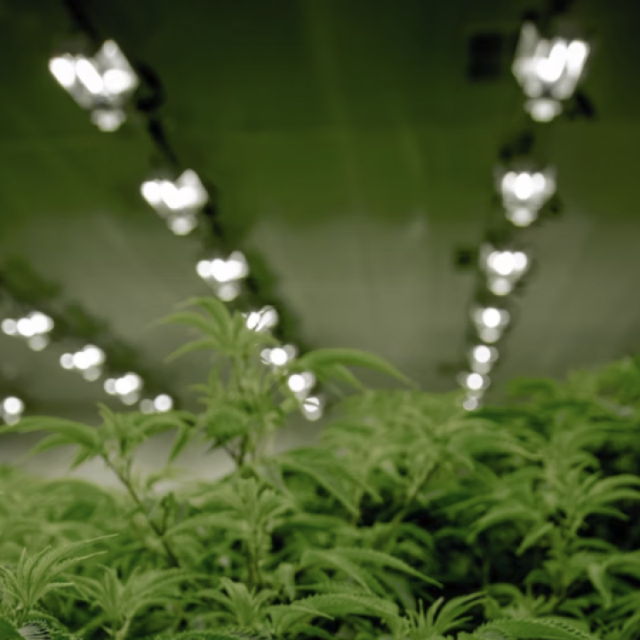 Marijuana growing facility 